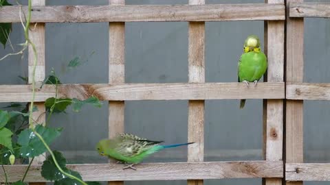 Bird Budgie Pet Parrot Budgerigar Small Animal