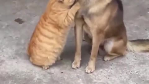 Unlikely Friendship: Cat and Dog Bonding Moments