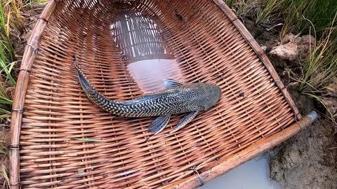 Unbelievable Fishing At Rice Fields- Turtle Koi Blood Parrot Giant Oranda Goldfish Suckermouth Betta