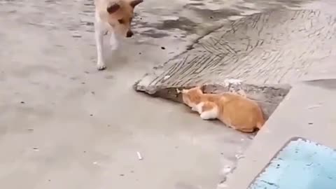 Funny cat & dog