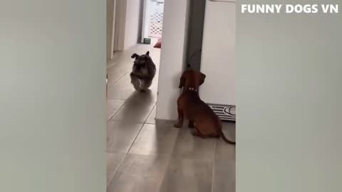 Funniest Animals Video - Funny Dogs And Cats