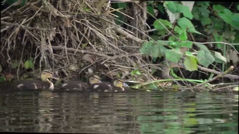 Stockente mit Nachwuchs (mallard duck with chicks)