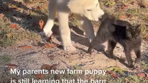 My parents new farm puppy is still learning that the barn cats don't play like that