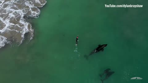 Orcas playing with swimmer at Hahei Beach, New Zealand (Original)