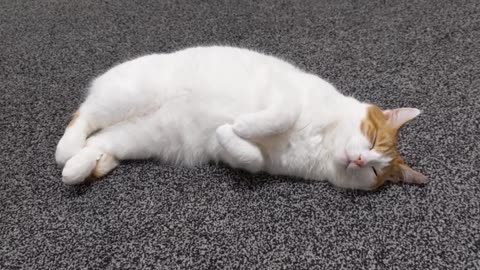 Sleepy Chubby Cat Shows His Belly