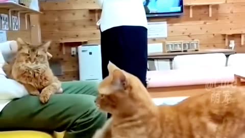 Funny cat dance video 😂