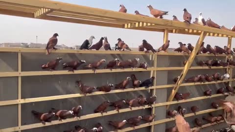 The sound of many birds