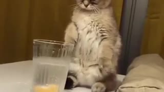 Best funny cat