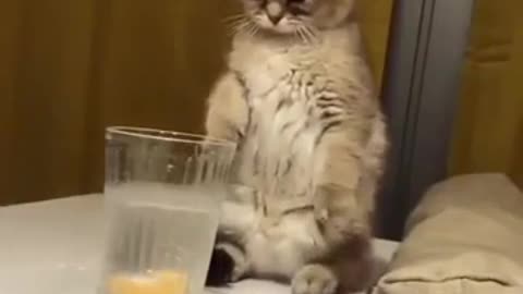 Best funny cat