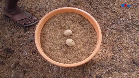 Amazing BORN "MURGI" Hatching Eggs in chaff to Chicks Born - Crazy Hen Harvesting Eggs to chiicks-4