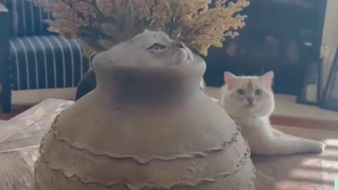 Too Cute to Handle: Adorable Cat Comedy