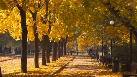 Enchanting Autumn Forests with Beautiful Piano Music