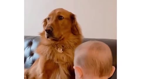 little boy playing with dog