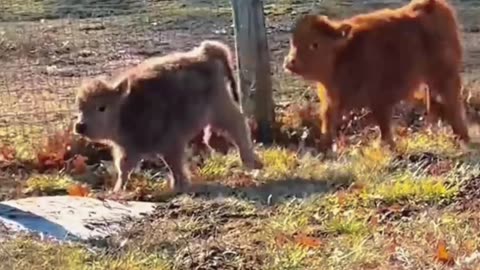 baby cow racing 👀