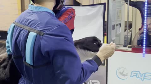 Doggy Trains for Indoor Skydiving