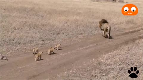 lion father running away from cubs