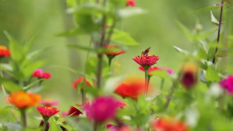 Nature Butterfly