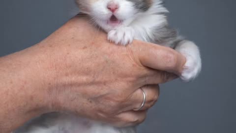 Maine Coon kitten growing up ⬆️