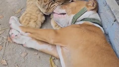 Lion Cub and Dog are Good Friends