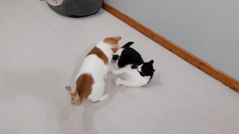 Cat Shows Other Cat Who's Boss