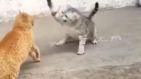 My Cute Cat fighting 🤣😁 funny Video