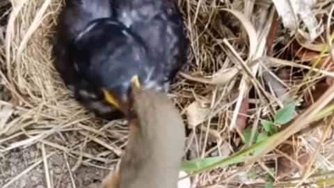 Male bird flirting with a female bird in the nest