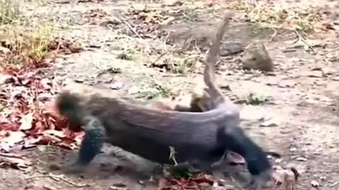 Komodo dragons hunt lambs