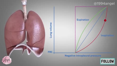 Basics of ventilation_ Mechanics of breathing