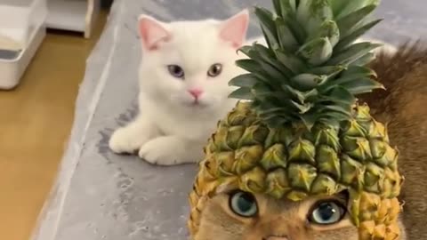 Pineapple Cat funny cat video