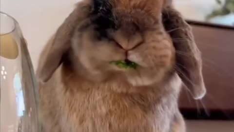 Funny and cute animals video