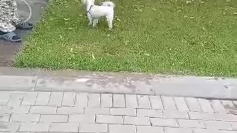 Our pet loves to play on the lawn with water.