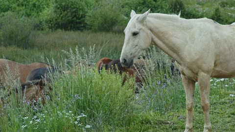 Horse in White