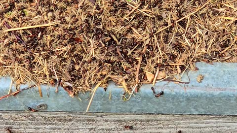 Anthills on steps in front of a shed / beautiful insects.