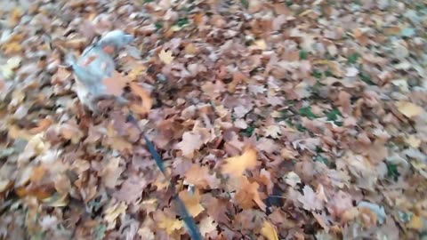 A sweet dog hunts for leaves, my Luna loves autumn!