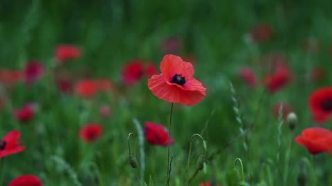 Poppy's red flower filed blowing by the wind