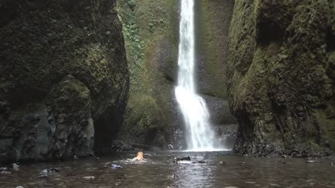 dogs in waterfall