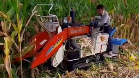 corn harvester #agribee