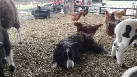 Nell tolerating lambs