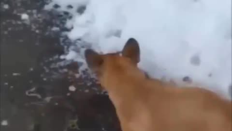 Funny dog jump on the ice 🍨