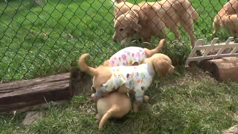 Puppies have pajama party before going to their forever families