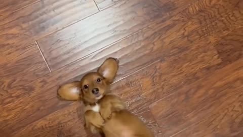 Cute puppy demands for belly rub..😍