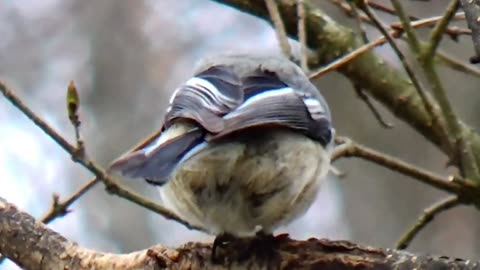 Chickadee