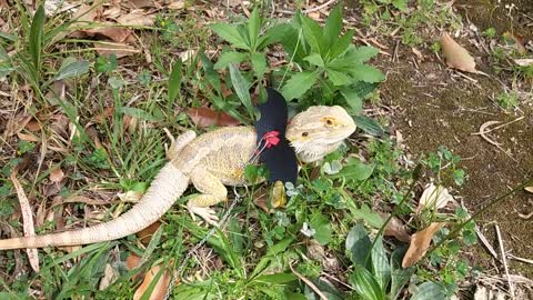 My Bearded Dragon loves eating grasses 鬃狮蜥 吃草 宠物蜥蜴 | Cute Animal/Pet/lizard