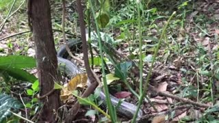 Snake Slithers Out From Supermarket Shelf