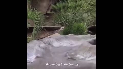 Funny animal video