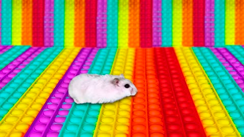 🐹 Hamster Escapes the Rainbow POP IT Maze [OBSTACLE COURSE]