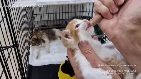 The cat was begging for help She couldn't leave and leave the kittens on the side of the road