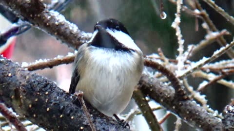 Chickadee