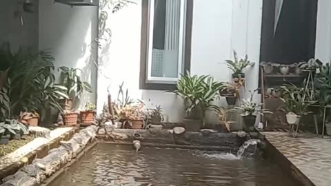 amazing home fish pond design