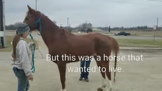 Arabian gelding saved from slaughter gets second Chance